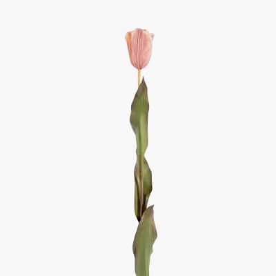 Dutch Tulip Stem