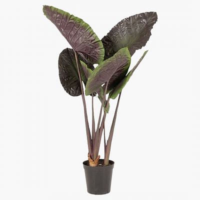 Alocasia Potted Plant - Medium, MULTICOLOR color0