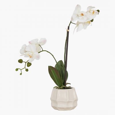 Orchid Phalaenopsis In Pot