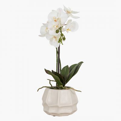 Orchid Phalaenopsis In Pot