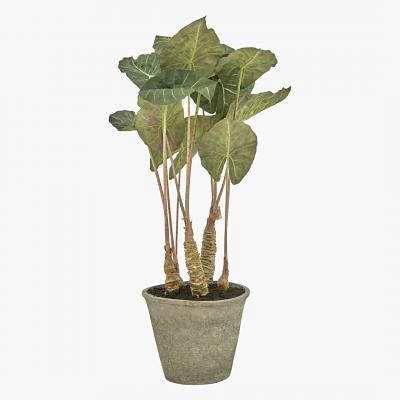 Alocasia Plant In Pot