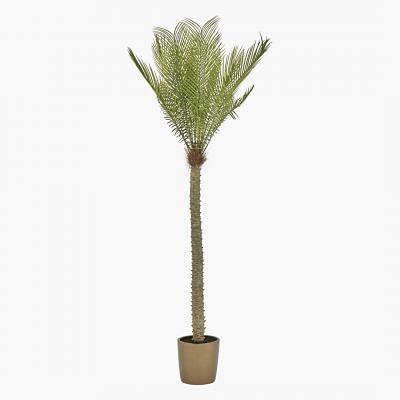 Cycas Plant In Pot