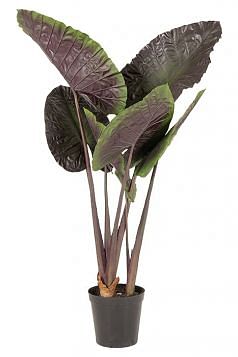 Alocasia Potted Plant - Medium