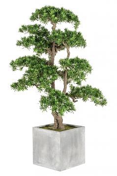 Podocarpus Potted Bonsai