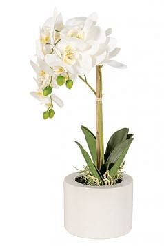 Orchid Potted Plant