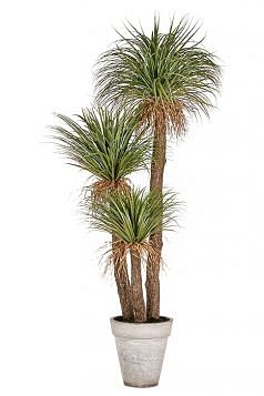 Yucca Potted Plant - Extra Large