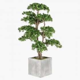 Podocarpus Potted Bonsai
