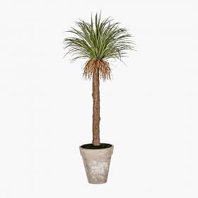 Yucca Potted Plant - Large