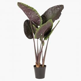 Alocasia Potted Plant - Medium