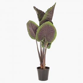 Alocasia Potted Plant - Small