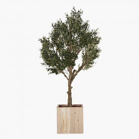 Olive Tree With Wooden Planter & Wooden Chips