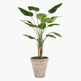 Strelitzia Plant In Pot