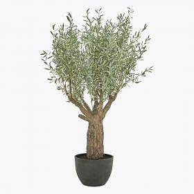 Olive Tree  Plant In Pot