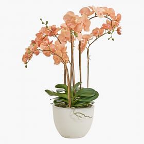 Phalaenopsis Potted Plants