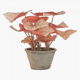 Begonia Rex Potted Plants