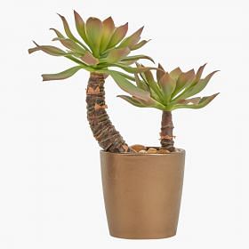 Succulent Potted Plants