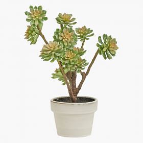 Jade Potted Plants