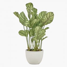 Calathea Potted Plant