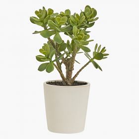 Jade Potted Plants