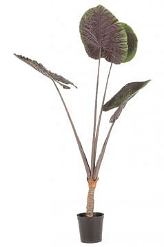 Alocasia Potted Plant - Large
