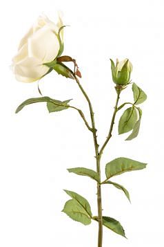 English Garden Three Rose Stem