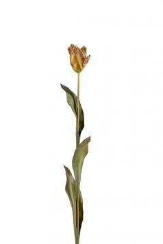 Dutch Tulip Stem 